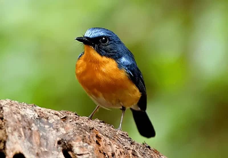 cara-mengatasi-burung-sulingan-stress-agar-kembali-gacor-2413126