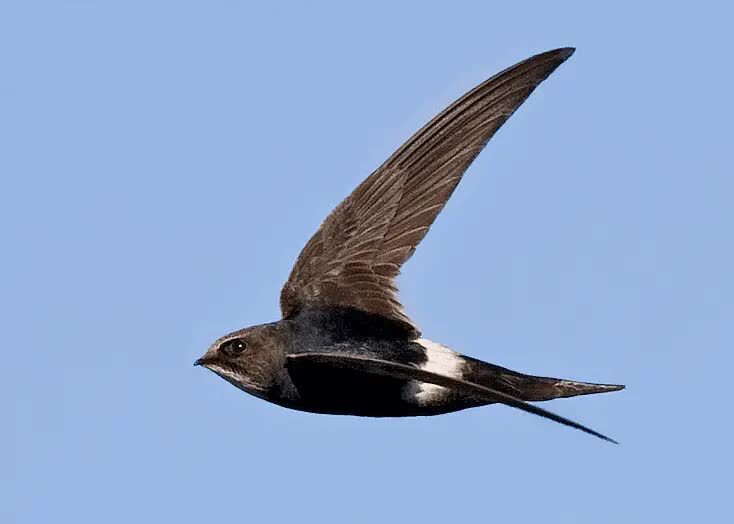 spine-tailed-swift-9594856