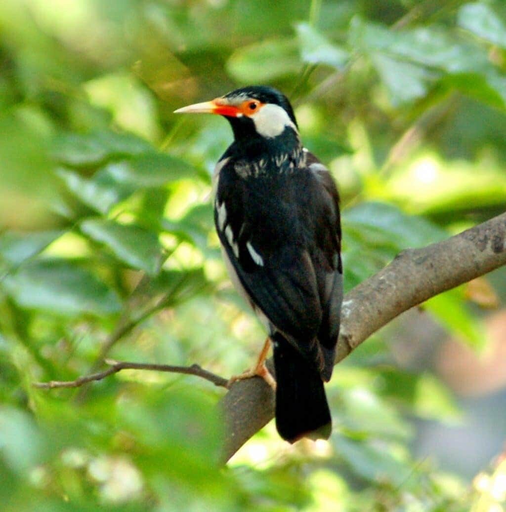 1-mengenal-lebih-dekat-jenis-burung-jalak-suren-2705834