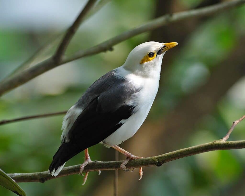 2-tips-yang-perlu-diperhatikan-sebelum-membeli-burung-jalak-putih-8721227