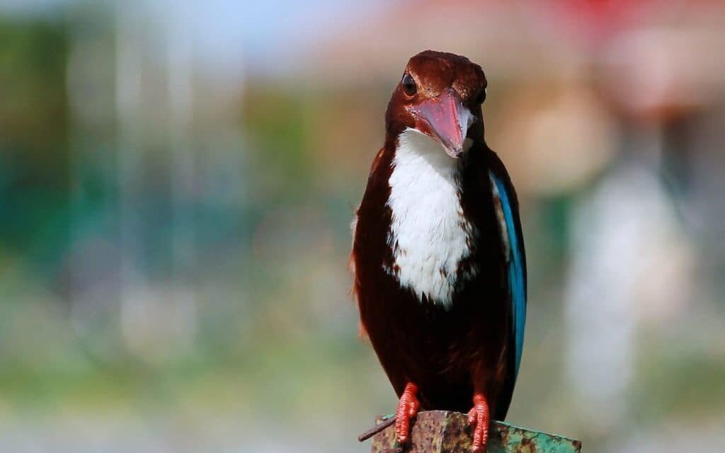 burung-raja-udang-merah-e1499160740714-3639396