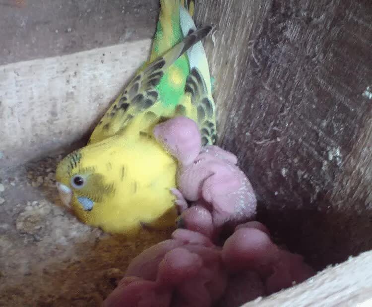 cara-merawat-anakan-burung-parkit-agar-bisa-cepat-jinak-3574362