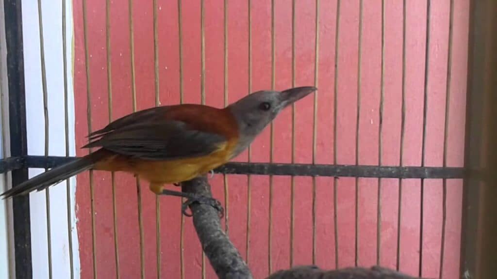 cucak-rowo-papua-5250195