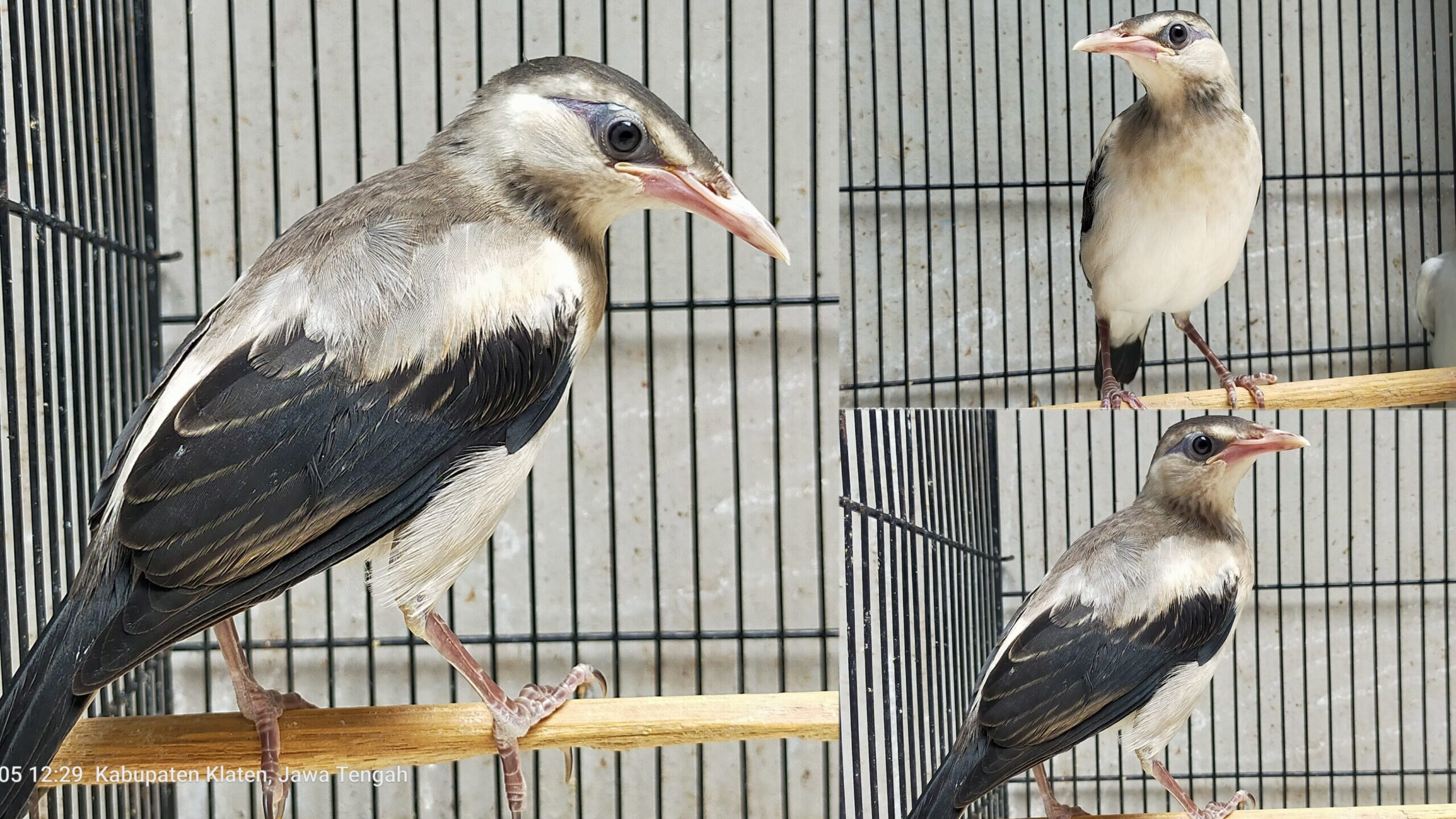 jalak_hybrids-scaled-3371630