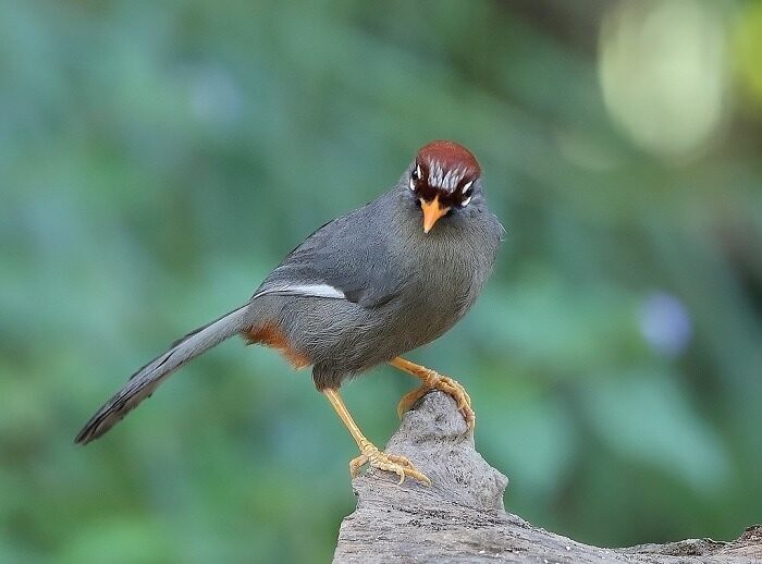 jenis-makanan-burung-poksay-mandarin-agar-bisa-gacor-3366127