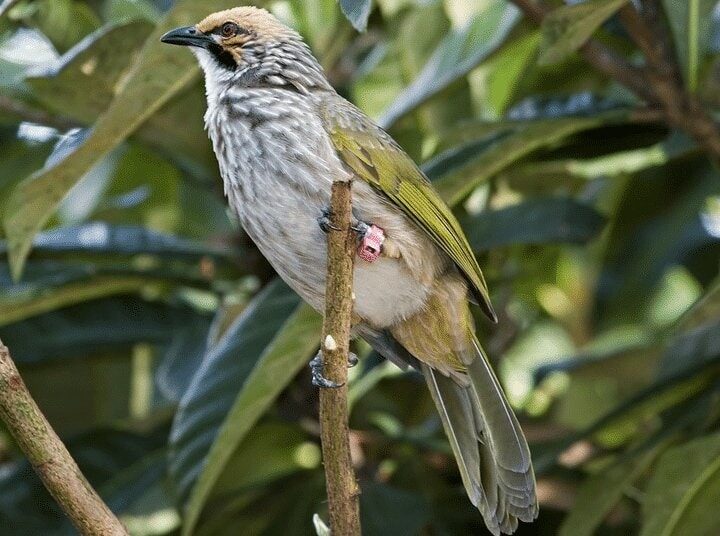 karakteristik-dan-harga-burung-cucak-rowo-kalimantan-3005974