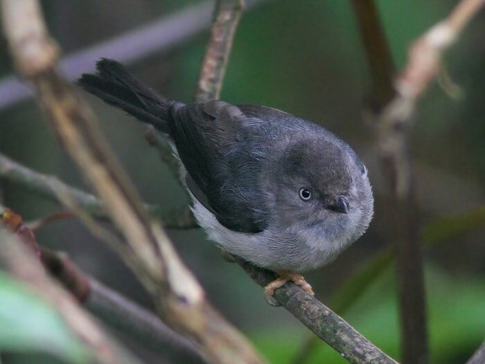 mengenal-burung-cerecet-jawa-habitat-ciri-dan-perilakunya-4542086