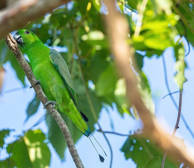 mengenal-burung-kring-kring-bukit-prioniturus-platurus-dan-habitatnya-5551545