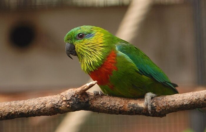 mengenal-burung-nuri-ara-salvadori-psittaculirostris-salvadorii-4079057