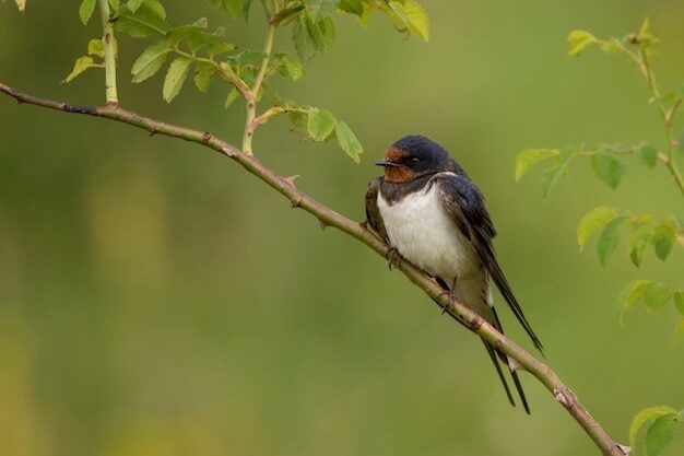 mengenal-ciri-khas-burung-layang-layang-api-hirundo-rustica-4730105