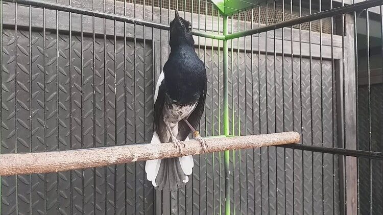 mengetahui-ciri-ciri-burung-kacer-tretes-dan-keunggulannya-1612748