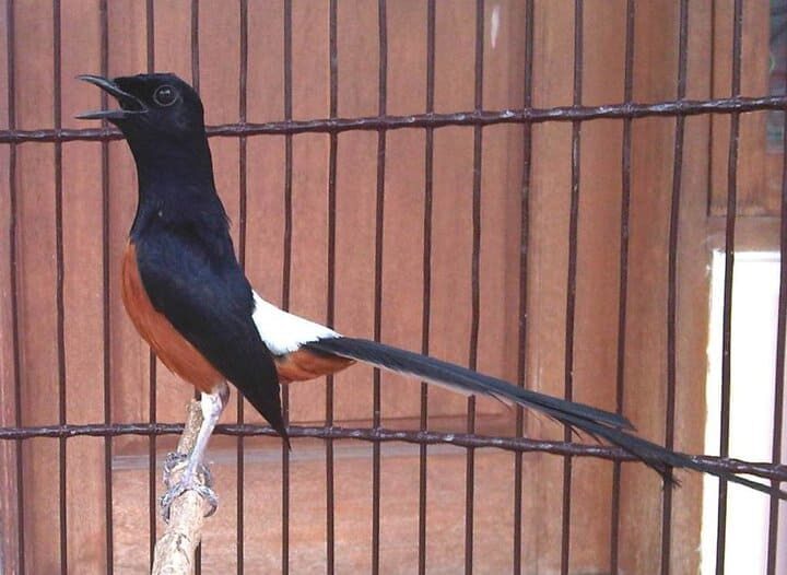 murai-batu-jambi-3-5182114