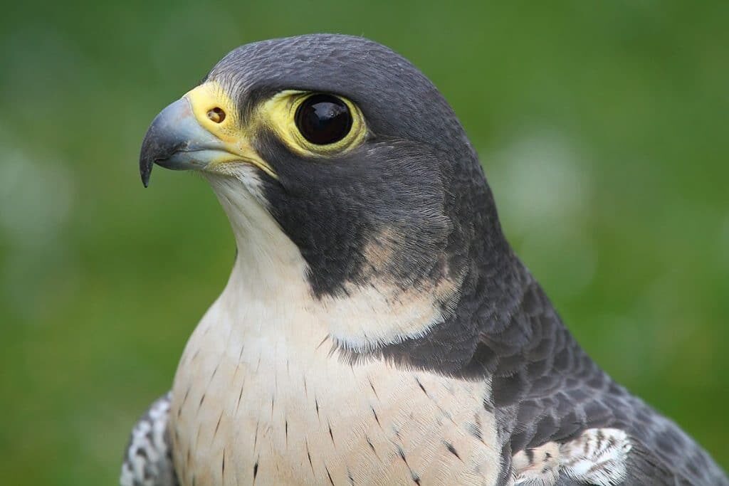 alap-alap-kawah-5788971